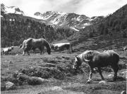 mucca/bovino (Positivo) di Foto Elisabeth Fuchs-Hauffen, Überlingen/Bodensee,Fuchs-Hauffen, Elisabeth (1967/07/01 - 1967/07/73)
