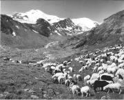 pecore al pascolo (Positivo) di Foto Elisabeth Fuchs-Hauffen, Überlingen/Bodensee,Fuchs-Hauffen, Elisabeth (1968/09/01 - 1968/09/93)