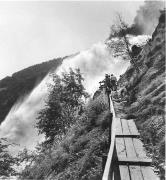 bosco (Positivo) di Foto Elisabeth Fuchs-Hauffen, Überlingen/Bodensee,Fuchs-Hauffen, Elisabeth (1978/07/01 - 1978/07/31)