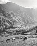 pecora(e) (Positivo) di Foto Elisabeth Fuchs-Hauffen, Überlingen/Bodensee,Fuchs-Hauffen, Elisabeth (1971/06/01 - 1971/06/63)