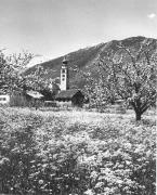 Obstbaum/Obst (Positivo) di Foto Elisabeth Fuchs-Hauffen, Überlingen/Bodensee,Fuchs-Hauffen, Elisabeth (1969/06/01 - 1969/06/63)