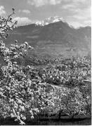 Panorama (Positivo) di Foto Elisabeth Fuchs-Hauffen, Überlingen/Bodensee,Fuchs-Hauffen, Elisabeth (1968/05/01 - 1968/05/31)