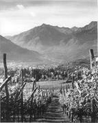 vitigno (Positivo) di Foto Elisabeth Fuchs-Hauffen, Überlingen/Bodensee,Fuchs-Hauffen, Elisabeth (1970/10/01 - 1970/10/31)