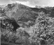 Obstbaum/Obst (Positivo) di Foto Elisabeth Fuchs-Hauffen, Überlingen/Bodensee,Fuchs-Hauffen, Elisabeth (1968/06/01 - 1968/06/63)