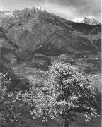 Obstbaum/Obst (Positivo) di Foto Elisabeth Fuchs-Hauffen, Überlingen/Bodensee,Fuchs-Hauffen, Elisabeth (1968/06/01 - 1968/06/63)