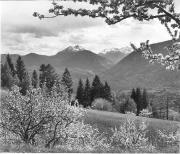 Obstbaum/Obst (Positivo) di Foto Elisabeth Fuchs-Hauffen, Überlingen/Bodensee,Fuchs-Hauffen, Elisabeth (1968/06/01 - 1968/06/63)