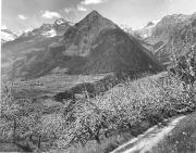 Obstbaum/Obst (Positivo) di Foto Elisabeth Fuchs-Hauffen, Überlingen/Bodensee,Fuchs-Hauffen, Elisabeth (1968/06/01 - 1968/06/63)