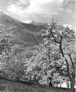 Obstbaum/Obst (Positivo) di Foto Elisabeth Fuchs-Hauffen, Überlingen/Bodensee,Fuchs-Hauffen, Elisabeth (1968/06/01 - 1968/06/63)