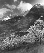 Obstbaum/Obst (Positivo) di Foto Elisabeth Fuchs-Hauffen, Überlingen/Bodensee,Fuchs-Hauffen, Elisabeth (1968/06/01 - 1968/06/63)