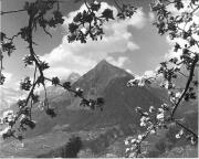 Obstbaum/Obst (Positivo) di Foto Elisabeth Fuchs-Hauffen, Überlingen/Bodensee,Fuchs-Hauffen, Elisabeth (1968/06/01 - 1968/06/63)