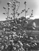 Obstbaum/Obst (Positivo) di Foto Elisabeth Fuchs-Hauffen, Überlingen/Bodensee,Fuchs-Hauffen, Elisabeth (1968/06/01 - 1968/06/63)