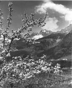 Obstbaum/Obst (Positivo) di Foto Elisabeth Fuchs-Hauffen, Überlingen/Bodensee,Fuchs-Hauffen, Elisabeth (1968/06/01 - 1968/06/63)