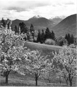 Obstbaum/Obst (Positivo) di Foto Elisabeth Fuchs-Hauffen, Überlingen/Bodensee,Fuchs-Hauffen, Elisabeth (1968/06/01 - 1968/06/63)