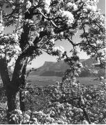 Obstbaum/Obst (Positivo) di Foto Elisabeth Fuchs-Hauffen, Überlingen/Bodensee,Fuchs-Hauffen, Elisabeth (1968/06/01 - 1968/06/63)