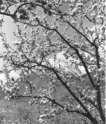 Obstbaum/Obst (Positivo) di Foto Elisabeth Fuchs-Hauffen, Überlingen/Bodensee,Fuchs-Hauffen, Elisabeth (1968/06/01 - 1968/06/63)