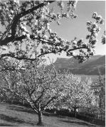 Obstbaum/Obst (Positivo) di Foto Elisabeth Fuchs-Hauffen, Überlingen/Bodensee,Fuchs-Hauffen, Elisabeth (1968/06/01 - 1968/06/63)