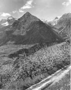 Obstbaum/Obst (Positivo) di Foto Elisabeth Fuchs-Hauffen, Überlingen/Bodensee,Fuchs-Hauffen, Elisabeth (1968/06/01 - 1968/06/63)