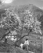 Obstbaum/Obst (Positivo) di Foto Elisabeth Fuchs-Hauffen, Überlingen/Bodensee,Fuchs-Hauffen, Elisabeth (1968/06/01 - 1968/06/63)