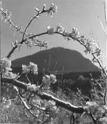 Obstbaum/Obst (Positivo) di Foto Elisabeth Fuchs-Hauffen, Überlingen/Bodensee,Fuchs-Hauffen, Elisabeth (1970/06/01 - 1970/06/63)