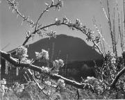 Obstbaum/Obst (Positivo) di Foto Elisabeth Fuchs-Hauffen, Überlingen/Bodensee,Fuchs-Hauffen, Elisabeth (1970/06/01 - 1970/06/63)