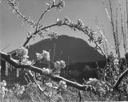 Obstbaum/Obst (Positivo) di Foto Elisabeth Fuchs-Hauffen, Überlingen/Bodensee,Fuchs-Hauffen, Elisabeth (1970/06/01 - 1970/06/63)