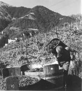 Bauer(in) / Landarbeiter(in) (Positivo) di Foto Elisabeth Fuchs-Hauffen, Überlingen/Bodensee,Fuchs-Hauffen, Elisabeth (1971/10/01 - 1971/10/31)