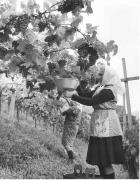 Bauer(in) / Landarbeiter(in) (Positivo) di Foto Elisabeth Fuchs-Hauffen, Überlingen/Bodensee,Fuchs-Hauffen, Elisabeth (1971/10/01 - 1971/10/31)