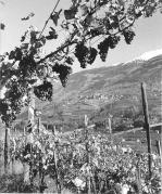 vitigno (Positivo) di Foto Elisabeth Fuchs-Hauffen, Überlingen/Bodensee,Fuchs-Hauffen, Elisabeth (1971/10/01 - 1971/10/31)