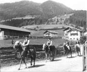 cavallo (Positivo) di Foto Elisabeth Fuchs-Hauffen, Überlingen/Bodensee,Fuchs-Hauffen, Elisabeth (1970/07/01 - 1970/07/31)