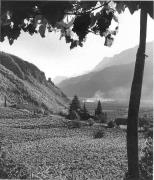 vitigno (Positivo) di Foto Elisabeth Fuchs-Hauffen, Überlingen/Bodensee,Fuchs-Hauffen, Elisabeth (1969/07/01 - 1969/07/31)