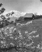 Bauernhof Hafling (Positivo) di Foto Elisabeth Fuchs-Hauffen, Überlingen/Bodensee,Fuchs-Hauffen, Elisabeth (1969/05/01 - 1969/05/31)