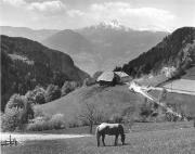 Bauernhof Hafling (Positivo) di Foto Elisabeth Fuchs-Hauffen, Überlingen/Bodensee,Fuchs-Hauffen, Elisabeth (1969/05/01 - 1969/05/31)