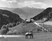 Bauernhof Hafling (Positivo) di Foto Elisabeth Fuchs-Hauffen, Überlingen/Bodensee,Fuchs-Hauffen, Elisabeth (1969/05/01 - 1969/05/31)