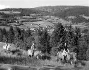 cavallo (Positivo) di Foto Elisabeth Fuchs-Hauffen, Überlingen/Bodensee,Fuchs-Hauffen, Elisabeth (1970/06/01 - 1970/06/63)