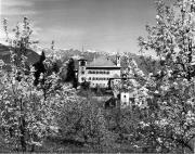 Obstbaum/Obst (Positivo) di Foto Elisabeth Fuchs-Hauffen, Überlingen/Bodensee,Fuchs-Hauffen, Elisabeth (1970/05/01 - 1970/05/31)