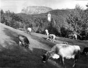 mucca/bovino (Positivo) di Foto Elisabeth Fuchs-Hauffen, Überlingen/Bodensee,Fuchs-Hauffen, Elisabeth (1970/07/01 - 1970/07/31)