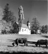 mucca/bovino (Positivo) di Foto Elisabeth Fuchs-Hauffen, Überlingen/Bodensee,Fuchs-Hauffen, Elisabeth (1969/07/01 - 1969/07/31)