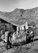 vendemmia (Positivo) di Foto Elisabeth Fuchs-Hauffen, Überlingen/Bodensee,Fuchs-Hauffen, Elisabeth (1969/10/01 - 1969/10/31)