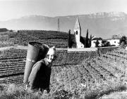 Weinernte in/bei Bozen (Positivo) di Foto Elisabeth Fuchs-Hauffen, Überlingen/Bodensee,Fuchs-Hauffen, Elisabeth (1974/10/01 - 1974/10/31)