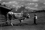 Kühe/Ochsen/Rinder bei der Feldarbeit (Positivo) di Bährendt, Leo (1902/01/01 - 1939/12/31)