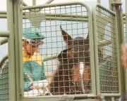 Pferderennen (Positivo) di Foto-press (1994/01/01 - 1994/12/31)