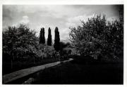 albero (Positivo)