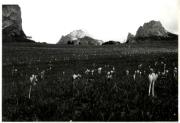 fiore (Positivo)