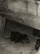 Schuhe (Positivo) di Faganello, Flavio (1972/02/17 - 1972/02/17)