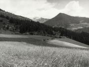 prato (Positivo) di Faganello, Flavio (1981/08/01 - 1981/08/31)