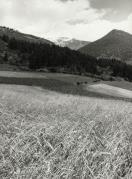 prato (Positivo) di Faganello, Flavio (1981/08/01 - 1981/08/31)