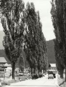 processione (Positivo) di Faganello, Flavio (1981/01/01 - 1981/12/31)