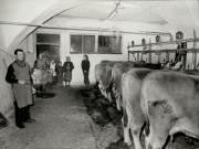 contadina (Positivo) di Faganello, Flavio (1981/01/01 - 1981/01/31)