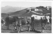 Kühe/Rinder auf der Weide (Positivo) di Bährendt, Leo (1902/01/01 - 1933/12/31)