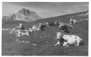 Kühe/Rinder auf der Weide (Positivo) di Bährendt, Leo (1902/01/01 - 1933/12/31)